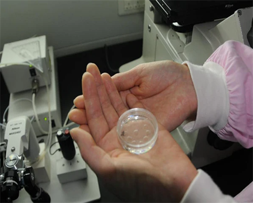 失去独生子女的老年家庭可以做供卵试管吗？失独老人做的试管婴儿怎么样？