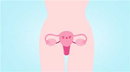 女人卵在什么位置,卵巢在腹部什么位置
